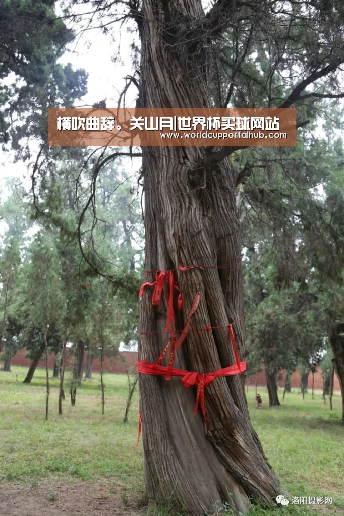 世界杯投注