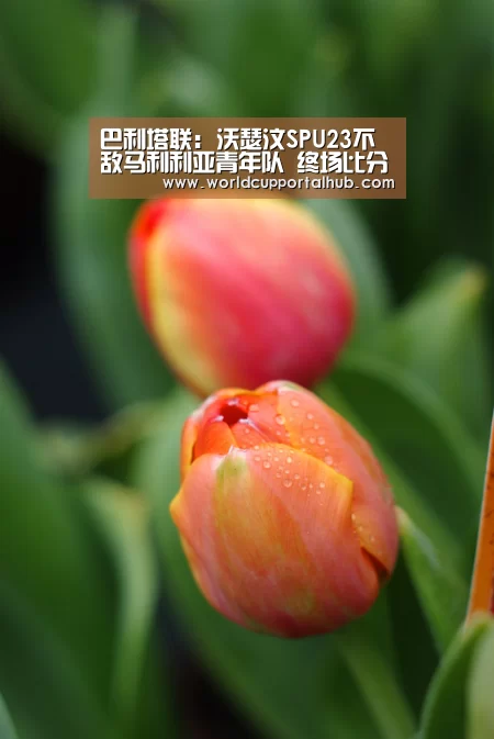巴利塔联: 沃瑟汶SPU23不敌马利利亚青年队 终场比分2:1“2026世界杯”(图2) 世界杯投注